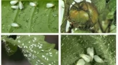 Harcolva az üvegházban